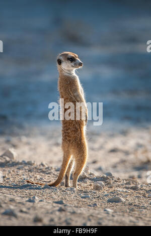 Erdmännchen (Suricata Suricatta) on Lookout, Kgalagadi Transfrontier Park, Northern Cape, Südafrika Stockfoto