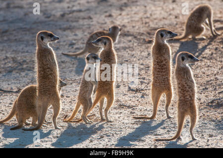 Erdmännchen (Suricata Suricatta) on Lookout, Kgalagadi Transfrontier Park, Northern Cape, Südafrika Stockfoto