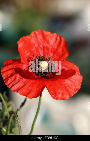 Nahaufnahme eines blühenden Mohn Flandern rot Stockfoto