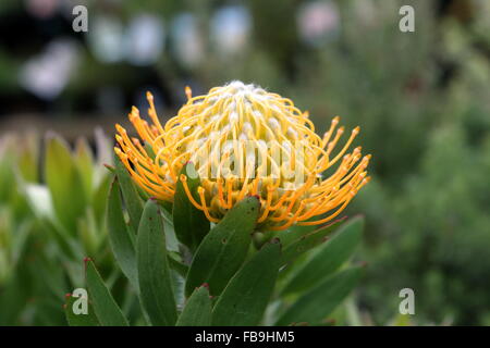 Leucospermum Moonlight Stockfoto