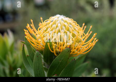 Leucospermum Moonlight Stockfoto