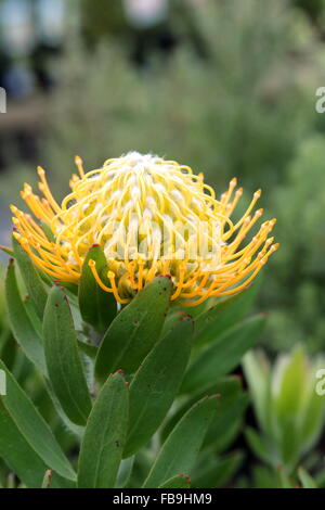 Leucospermum Moonlight protea Stockfoto