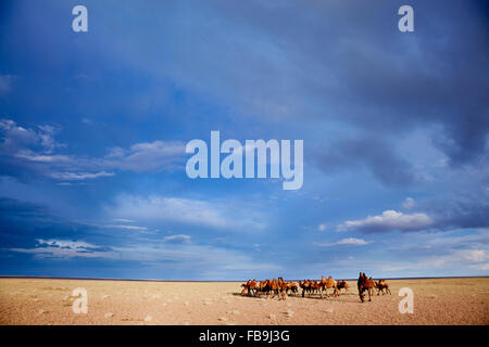 Eine Herde von baktrischen Kamel in der Gobi-Wüste, Mongolei. Stockfoto