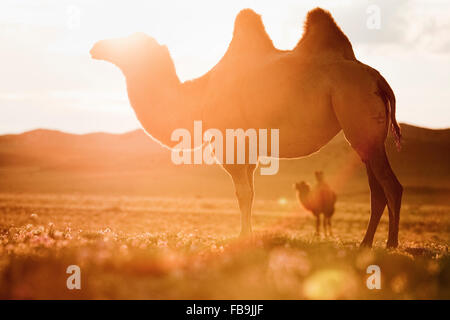 Baktrische Kamele in der Gobi-Wüste, Mongolei. Stockfoto