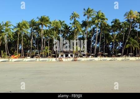 Kokospalmen am Ngapali Beach. Stockfoto