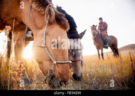 Ein Hirte Pferde grasen auf späteren Sommer Wiese in Gorkhi Tärelsch Nationalpark, Mongolei. Stockfoto