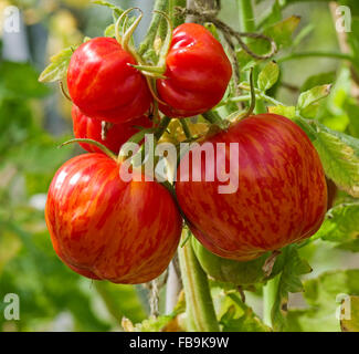Nahaufnahme der Dachstuhl des "Striped Stuffer" Tomaten Reifen an den Rebstöcken im hellen Sonnenschein. Stockfoto