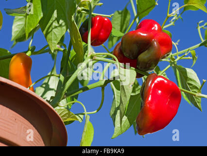 Rote und orange Paprika wächst in Container gesehen bei strahlendem Sonnenschein vor tiefblauem Himmel. Stockfoto