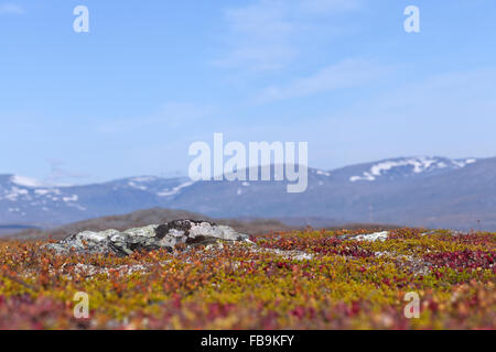 Nahaufnahme der häufigsten Felsen, Geologie im skandinavischen Gebirge. Dunkle, schwarze Flechten auf den Stein, Schlingpflanzen in der Umgebung. Stockfoto