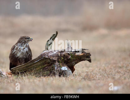 Mäusebussard (Buteo Buteo) im Dezember, sitzen auf einer Wiese in der Nähe des Flusses Narew in Polen. Horizontale Ansicht. Stockfoto