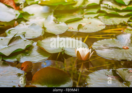 Seerose in einem See in Australien. Bild hat Vintage-Filter angewendet. Stockfoto