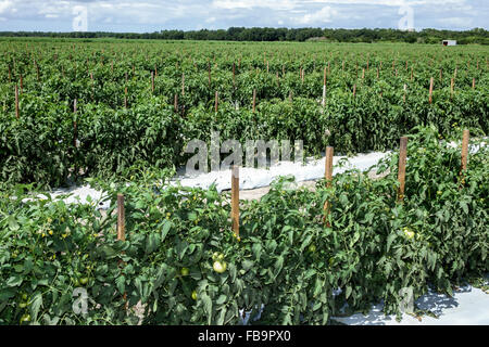 Bradenton Florida, Hunsader Farms, Landwirtschaft, Tomatenpflanzen, Feld, Ernte, Besucher reisen Reise touristischer Tourismus Wahrzeichen Kultur Kultur Stockfoto