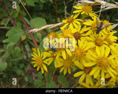 Parasitische fliegen (Eriothrix Rufomaculata) auf Kreuzkraut Stockfoto