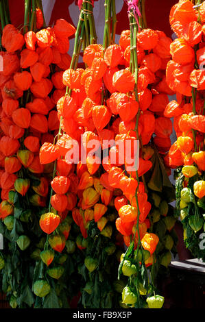 Hozuki-Ichi-Festival in Asakusa, Tokio, Japan Stockfoto