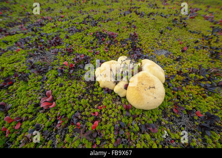 Pilze. Nördlichen Teil der Insel Sachalin, Russland, Sand spucken Piltun. Stockfoto