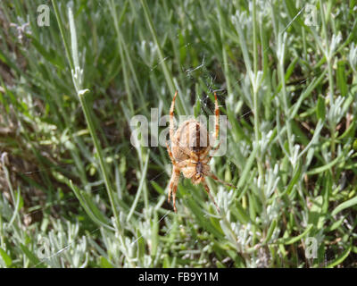 Weiblichen europäischen Gartenkreuzspinne (Araneus Diadematus) im Web, von unten gesehen, unter Lavendel (Lavandula 'Hidcote') Stockfoto