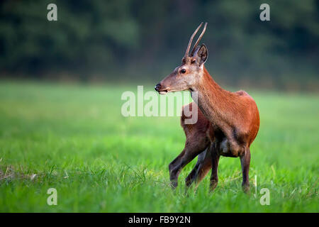 Rotwild in einer Lichtung in der Wildnis Stockfoto