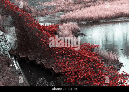 Helle rote Keramik Mohn Skulptur The Wave in Yorkshire Sculpture Park repräsentiert Krieg tot in der Nähe von Barnsley Yorkshire England UK Stockfoto