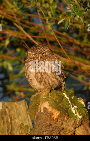 Kleine Eule / Minervas Eule / Steinkauz (Athene Noctua) sitzt auf einer Weide Pollard, todernst, am frühen Morgensonnenlicht aussieht. Stockfoto