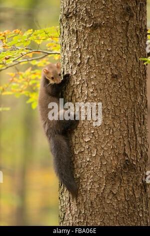 Buchenmarder / Steinmarder / Steinmarder klettert auf einen Baum, umgeben von herbstlich farbigen Blättern, Tierwelt, Europa. Stockfoto