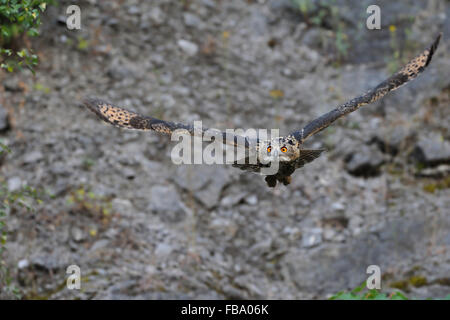 Nordadlereule ( Bubo Bubo ) im Frontflug durch einen alten Steinbruch, Wildtiere, Deutschland, kurz vor der Kollision ;-), Wildtiere, Europa. Stockfoto