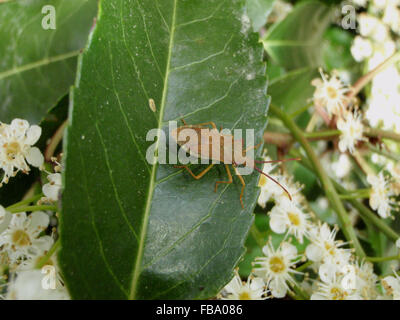 Dorsalansicht des Box-Bug (Gonocerus Acuteangulatus) auf Lorbeerblatt (gemeinsame Lorbeer, Prunus Laurocerasus) mit Lorbeer-Blüte Stockfoto