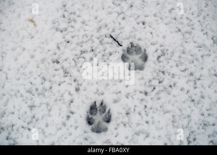 Hund Pfoten Abdrücke im Schnee im winter Stockfoto