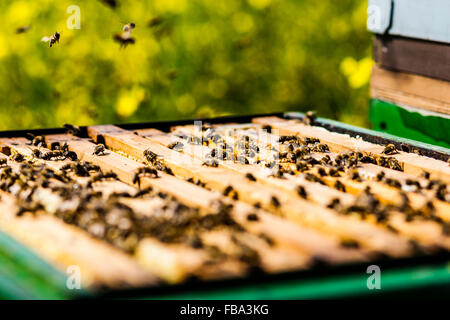 Bienen auf Wabe in einem Bienenstock. Honigbienen sind eine Gattung aus der Familie der echten Bienen. Stockfoto