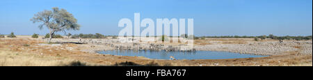 Panorama von vier Fotos Okaukeujo Wasserloch, Etosha Nationalpark, Namibia Stockfoto