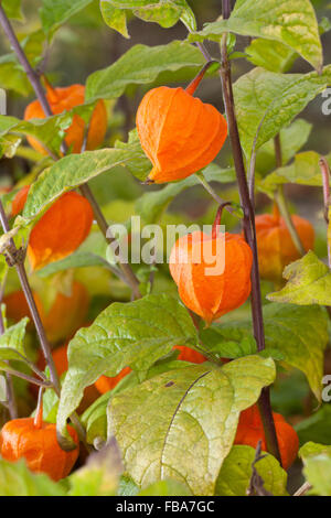 Chinesische Laterne, Winterkirsche, Blase Kirsche, Frucht, Lampionblume, Blasenkirsche, Judenkirsche, Frucht, Physalis Alkekengi Stockfoto