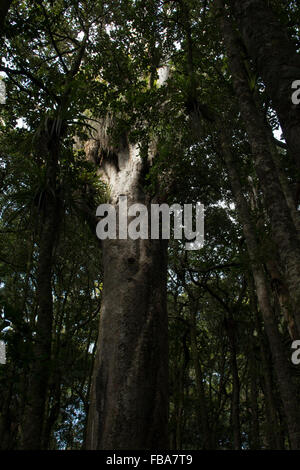 Kauri-Baum im Trounson Kauri Park in Neuseeland. Stockfoto