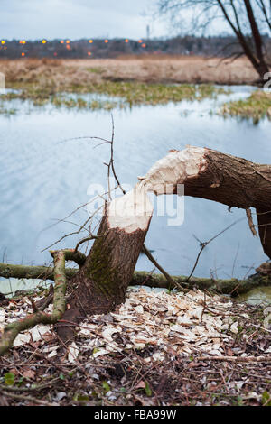 Baum gefällt durch Biber in den neuen Bundesländern Stockfoto