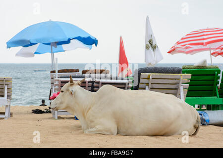 Eine heilige Kuh entspannt inmitten der Touristen am Candolim Beach in North Goa, Indien Stockfoto