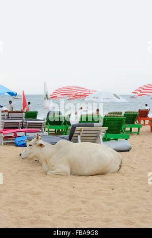 Eine heilige Kuh entspannt inmitten der Touristen am Candolim Beach in North Goa, Indien Stockfoto