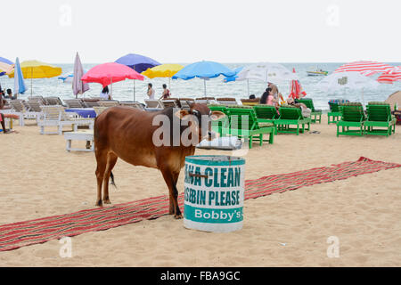 Eine heilige Kuh sucht nach Nahrung in einem Abfallbehälter am Candolim Beach in North Goa, Indien Stockfoto