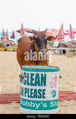 Eine heilige Kuh sucht nach Nahrung in einem Abfallbehälter am Candolim Beach in North Goa, Indien Stockfoto