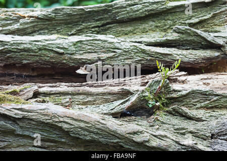 Ein grüner Spross wächst aus einem Protokoll am Rand eines Waldes Stockfoto