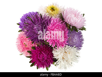 Aster Blüte Nahaufnahme isoliert auf weißem Hintergrund Stockfoto