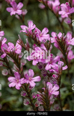 Stachelige Sparsamkeit, Acantholimon acerosum Stockfoto