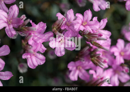 Stachelige Sparsamkeit, Acantholimon acerosum Stockfoto