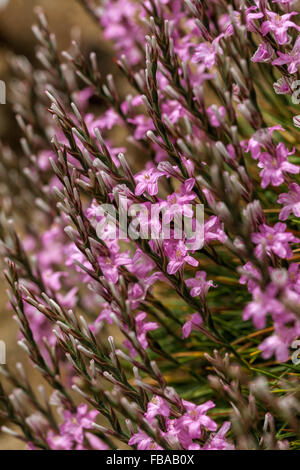 Stachelige Sparsamkeit, Acantholimon acerosum Stockfoto