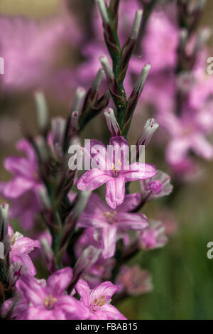 Stachelige Sparsamkeit, Acantholimon acerosum Stockfoto