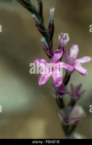 Stachelige Sparsamkeit, Acantholimon acerosum Stockfoto