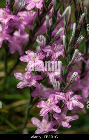 Stachelige Sparsamkeit, Acantholimon acerosum Stockfoto