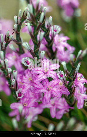 Stachelige Sparsamkeit, Acantholimon acerosum Stockfoto