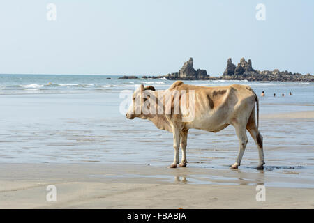 Eine heilige Kuh wandert entlang der Küste am Strand von Arambol in Nord-Goa, Indien Stockfoto