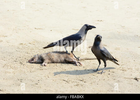 Zwei indische Haus Krähen (Corvus Splendens) entdecken Sie eine tote Ratte am Strand von Arambol, Nord-Goa, Indien Stockfoto