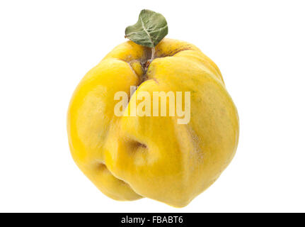 Quitte Frucht Closeup isoliert auf weißem Hintergrund Stockfoto