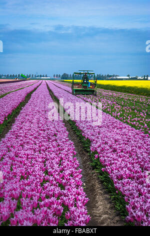Landmaschine, in der Nähe von Keukenhof, Niederlande Stockfoto