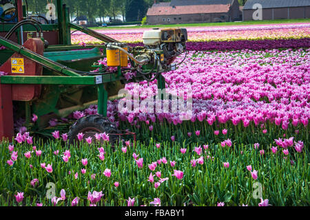 Landmaschine, in der Nähe von Keukenhof, Niederlande Stockfoto